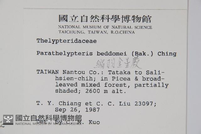 縮羽副金星蕨藏品圖，第2張