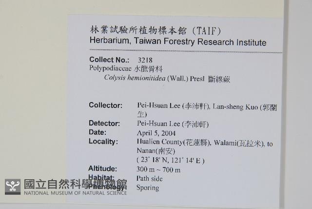 斷線蕨藏品圖，第2張