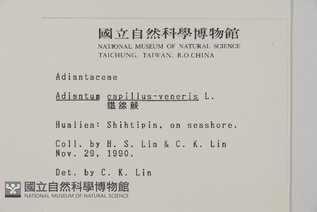 鐵線蕨藏品圖，第2張