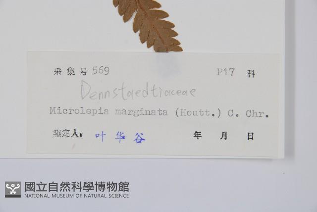 邊緣鱗蓋蕨藏品圖，第2張