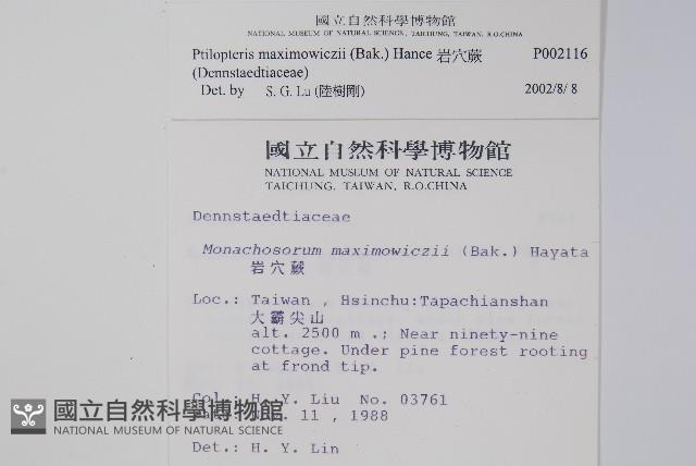 岩穴蕨藏品圖，第2張