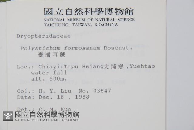 臺灣耳蕨藏品圖，第2張