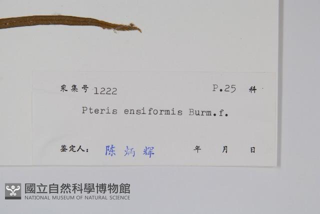 箭葉鳳尾蕨藏品圖，第2張