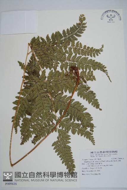 斜方複葉耳蕨藏品圖，第1張