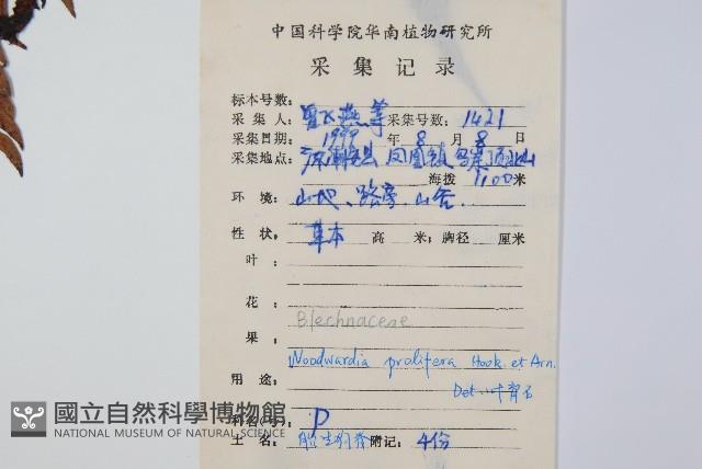 東方狗脊蕨藏品圖，第2張