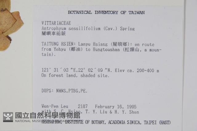 蘭嶼車前蕨藏品圖，第2張