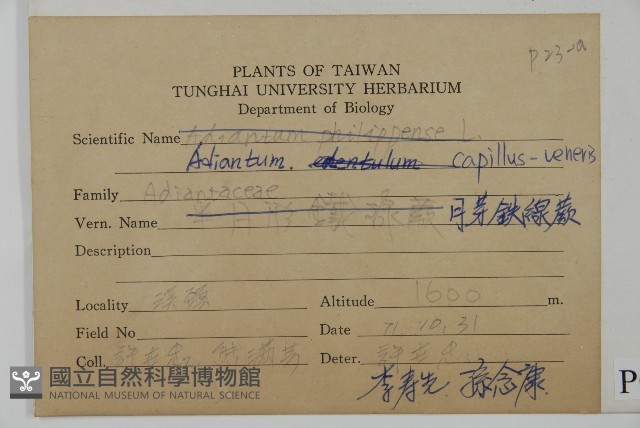 鐵線蕨藏品圖，第2張