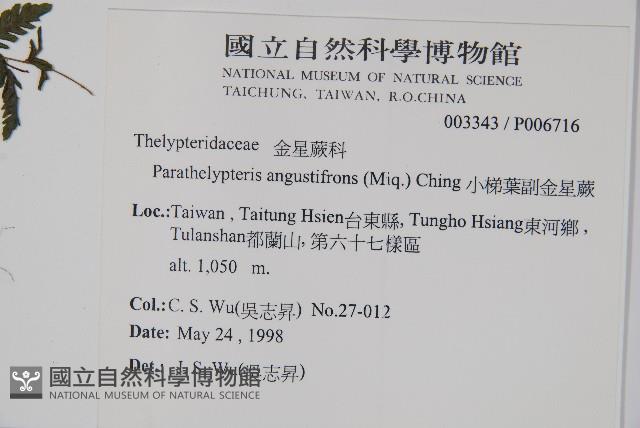 小梯葉副金星蕨藏品圖，第2張