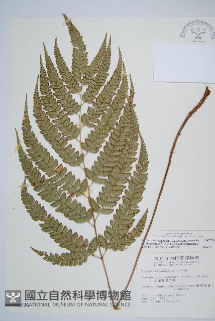 斜方複葉耳蕨藏品圖，第1張