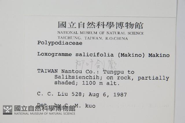 柳葉劍蕨藏品圖，第2張