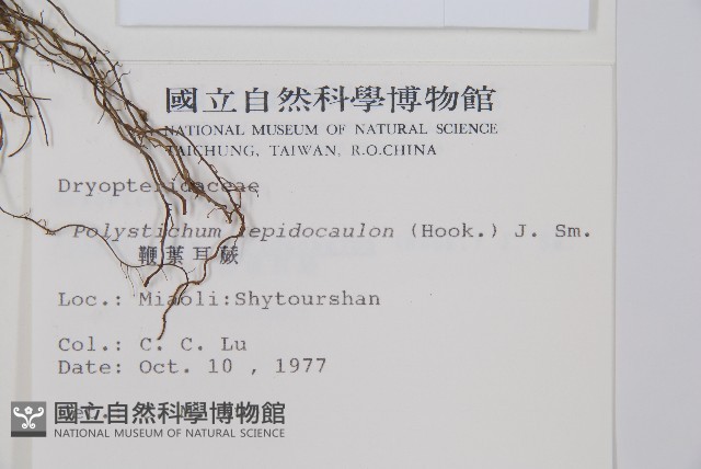 鞭葉耳蕨藏品圖，第2張