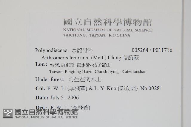 肢節蕨藏品圖，第2張