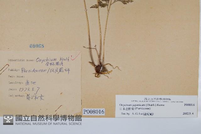 日本金粉蕨藏品圖，第1張