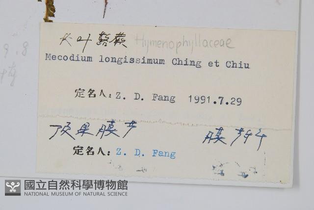 長葉蕗蕨藏品圖，第2張