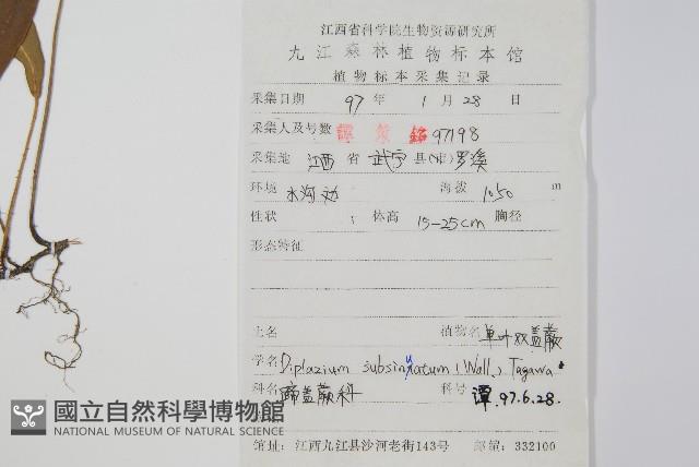 單葉雙蓋蕨藏品圖，第2張