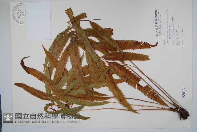 粗齒革葉紫萁藏品圖，第1張