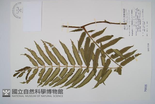 觀音座蓮藏品圖，第1張