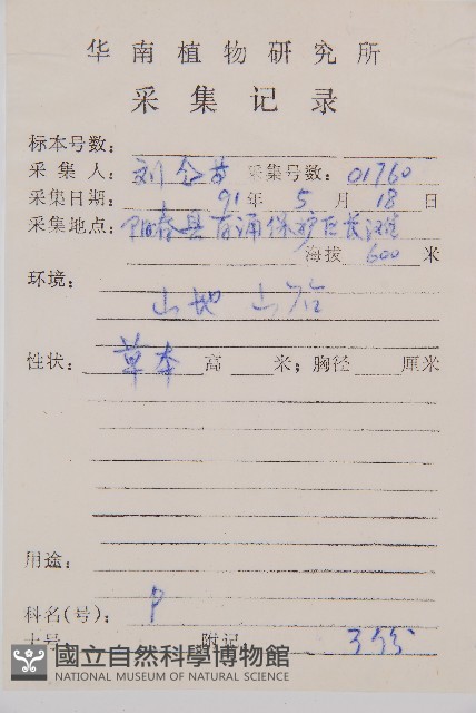 闊葉短腸蕨藏品圖，第2張