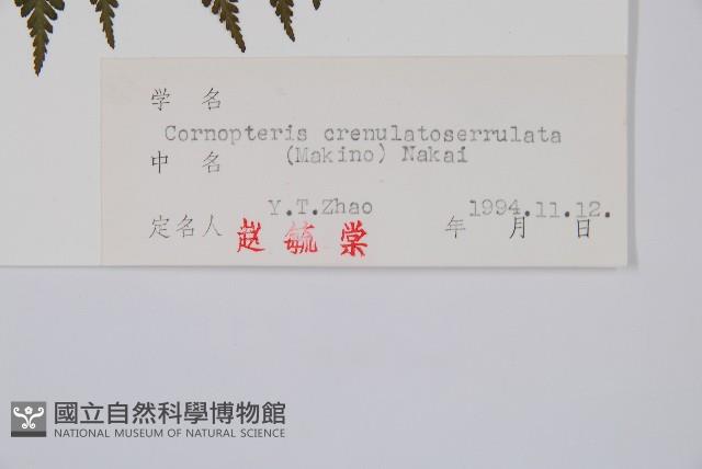 東北角蕨藏品圖，第2張