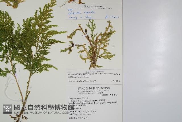 異葉卷柏藏品圖，第2張