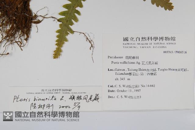 弧脈鳳尾蕨藏品圖，第2張