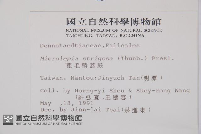 粗毛鱗蓋蕨藏品圖，第2張