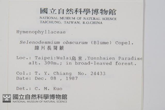 線片長筒蕨藏品圖，第2張