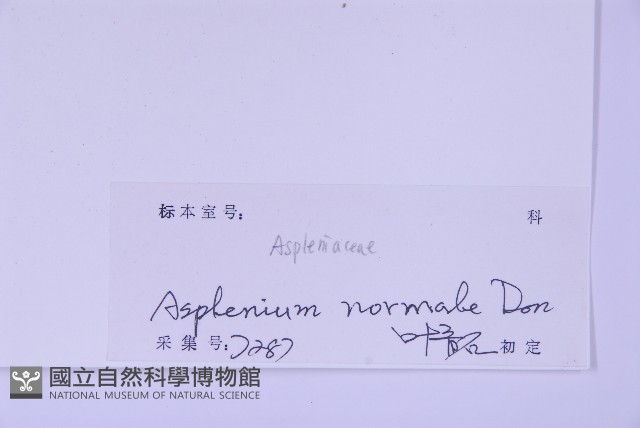 生芽鐵角蕨藏品圖，第2張
