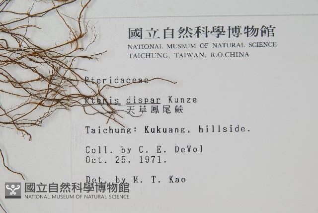 天草鳳尾蕨藏品圖，第2張