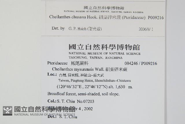 細葉碎米蕨藏品圖，第2張