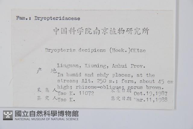 迷人鱗毛蕨、異蓋鱗毛蕨藏品圖，第2張