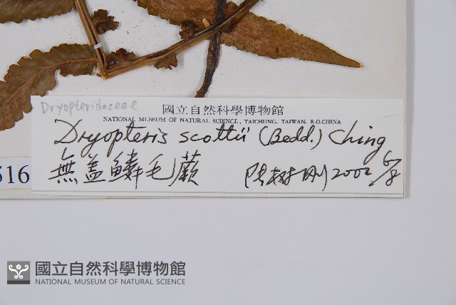 大葉毛蕨藏品圖，第2張