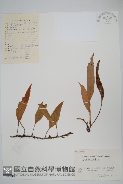 石葦藏品圖，第1張