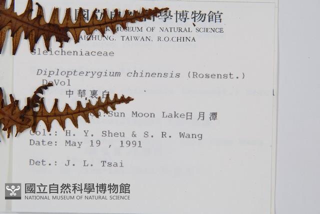 中華裡白藏品圖，第2張