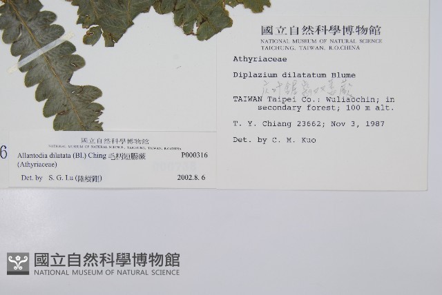 毛柄短腸蕨藏品圖，第2張