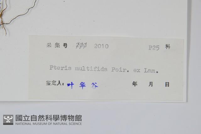 鳳尾蕨藏品圖，第2張