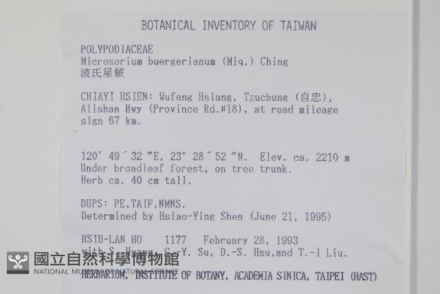 波氏星蕨藏品圖，第2張