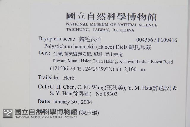 韓氏耳蕨藏品圖，第2張