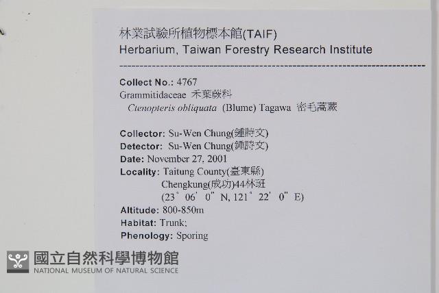 密毛蒿蕨藏品圖，第2張