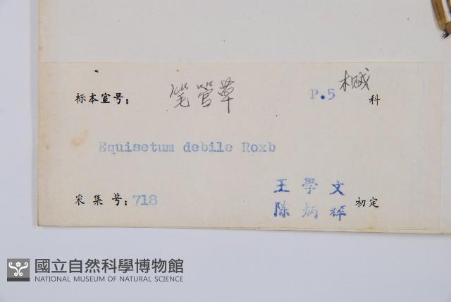 芼管草藏品圖，第2張