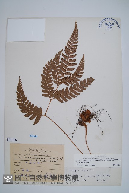 斜方複葉耳蕨藏品圖，第1張