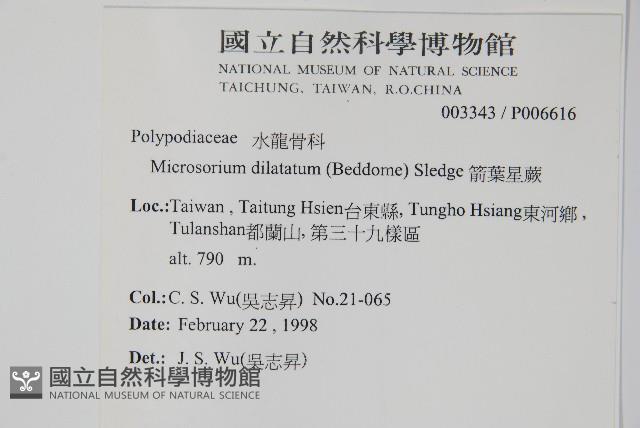 箭葉星蕨藏品圖，第2張