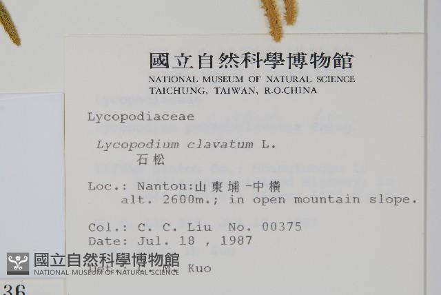 石松藏品圖，第2張