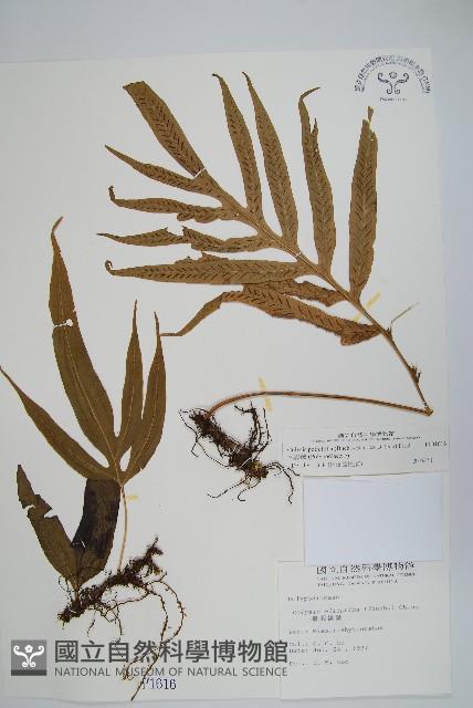 大線蕨藏品圖，第1張