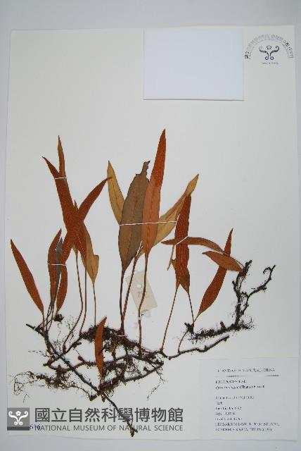 石葦藏品圖，第1張