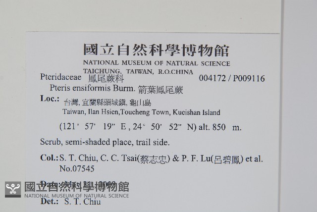 箭葉鳳尾蕨藏品圖，第2張