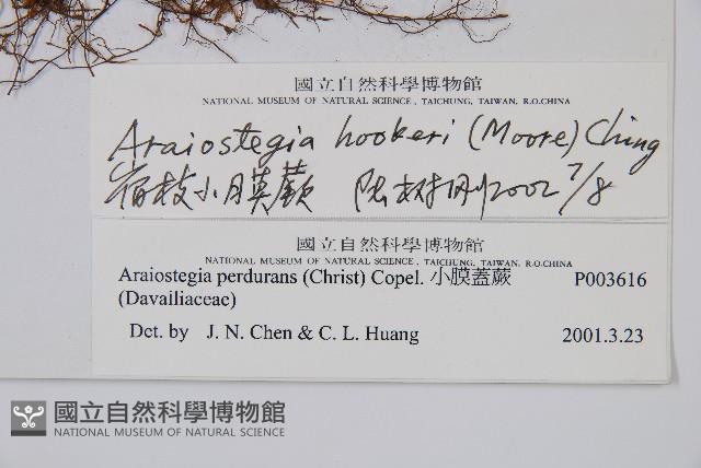 宿枝小膜蓋蕨藏品圖，第5張