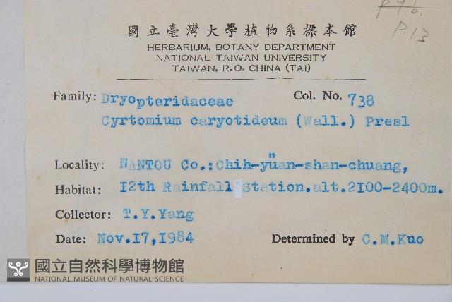 細齒貫眾蕨藏品圖，第2張