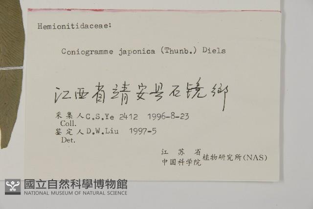 日本鳳丫蕨藏品圖，第2張