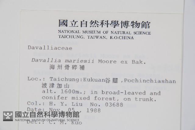 海州骨碎補藏品圖，第2張